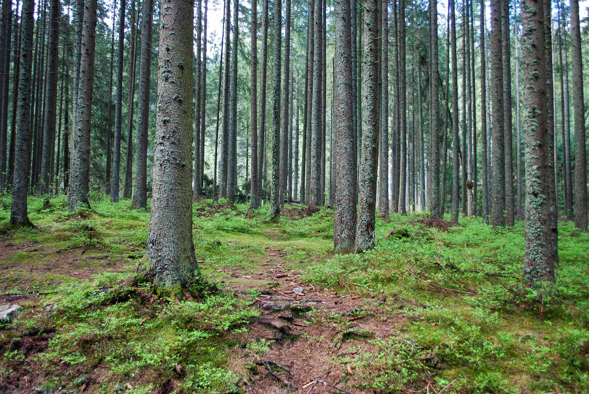 Las w Dolinie Olczyskiej