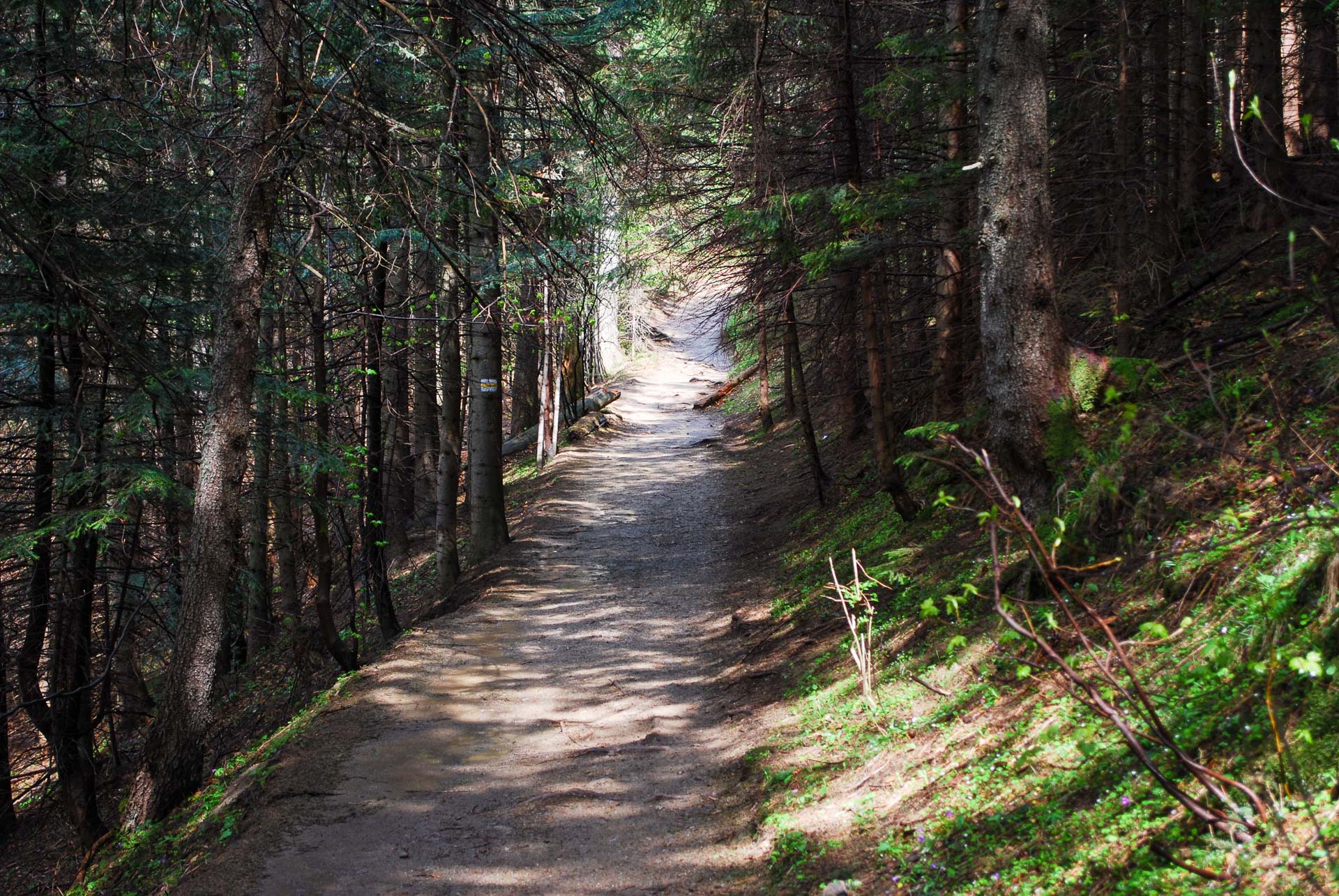 Szlak Żółty wiodący przez las w górnej części Doliny Białego.